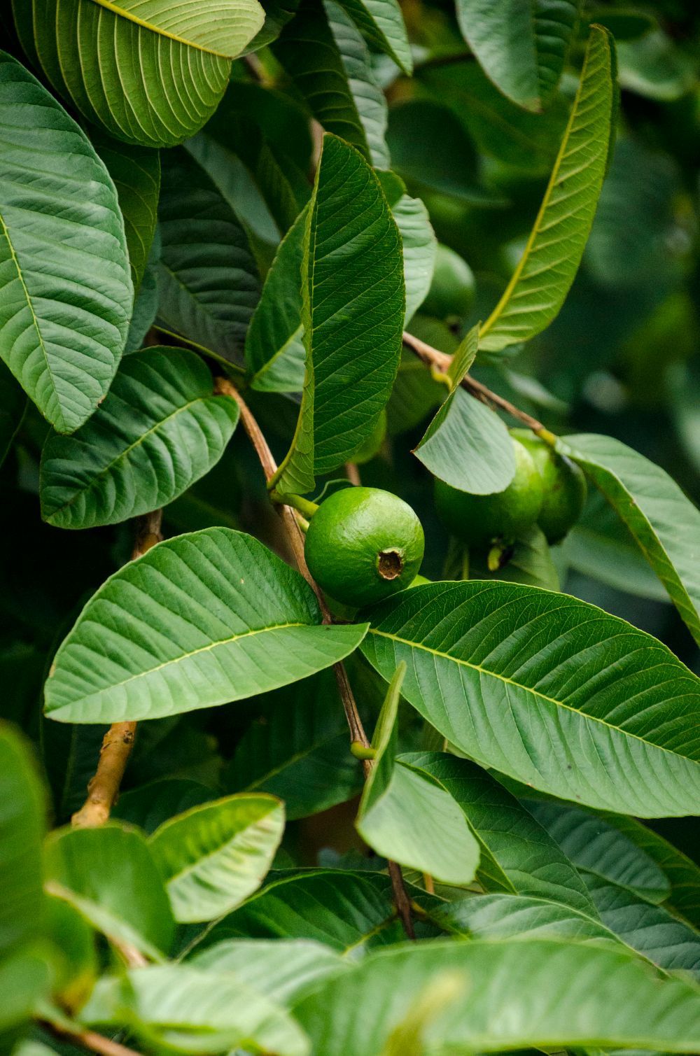 guava leaves