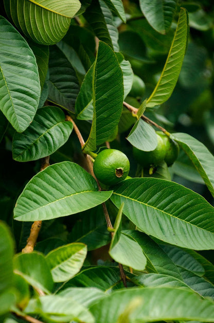 guava leaves